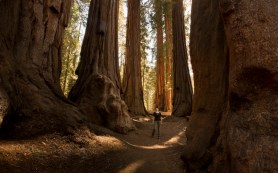 wildfire Sequoias