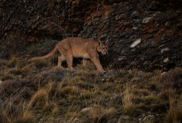 A mountain lion in a dark area