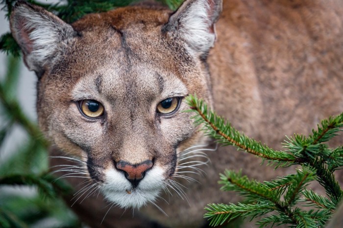 mountain lion trail cam nevada