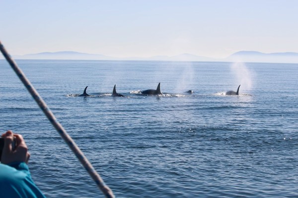 Orcas sinking boat