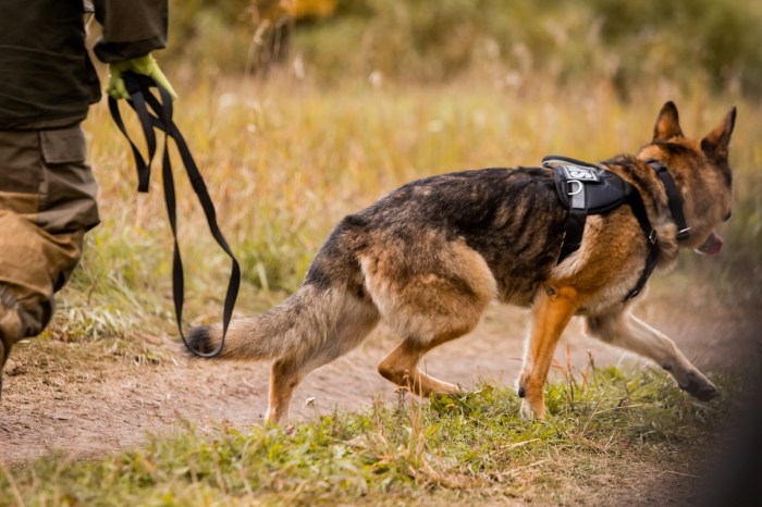 police dog bear