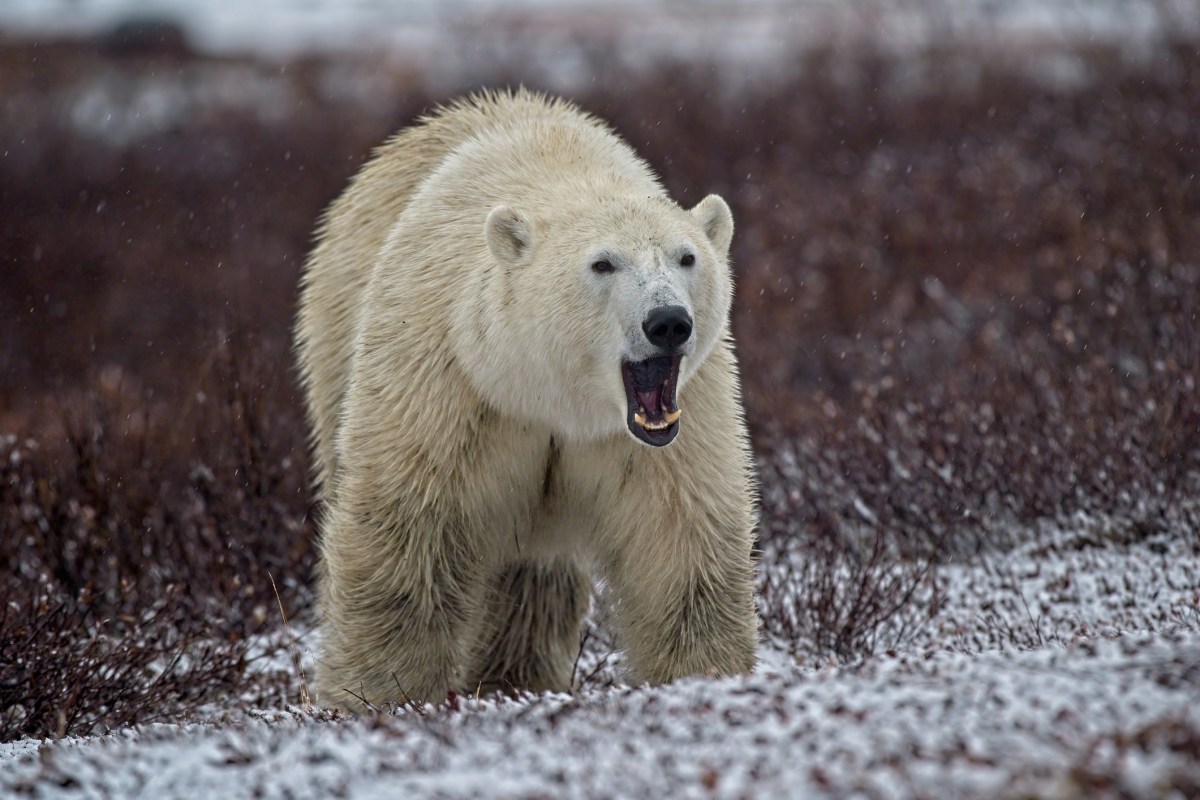 A polar bear on snow covered ground.