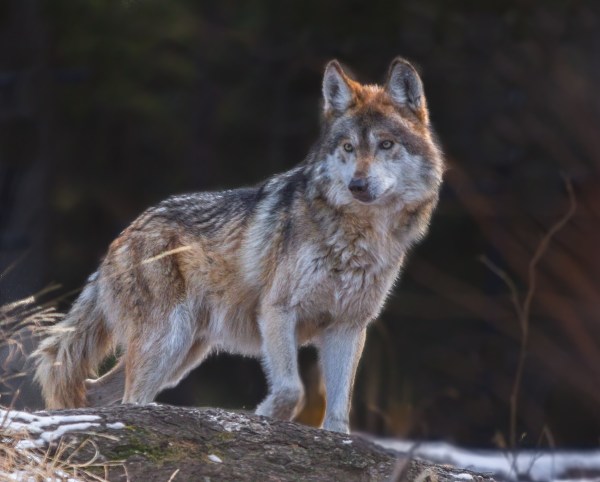rare wolf trail cam