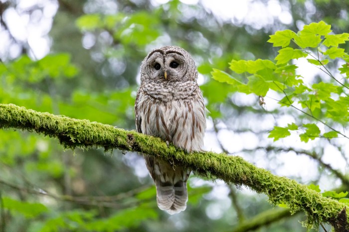 A barred owl in a tree