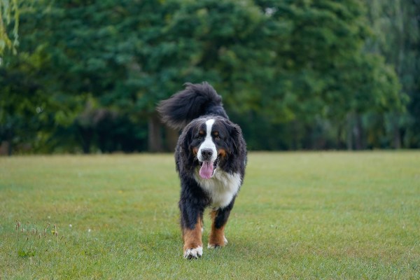 dog owner video