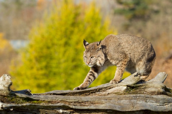 Bobcat noises trail cam