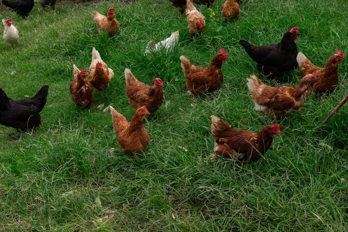 chickens chase bear