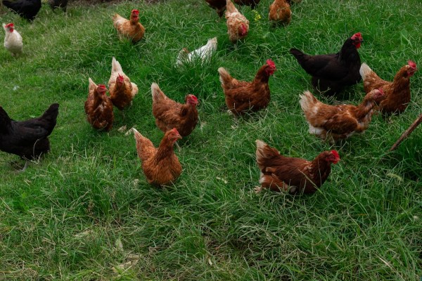 chickens chase bear