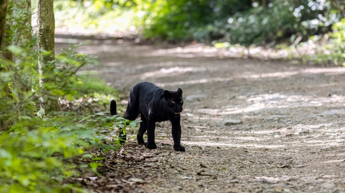 Black Panther Leopard
