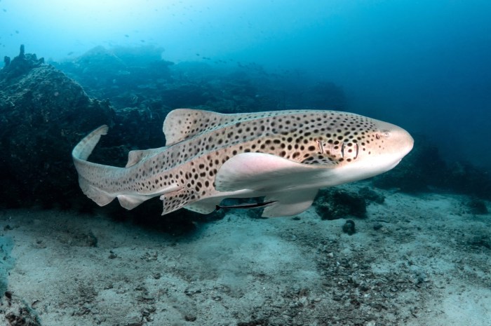 rare sharks mating threesome