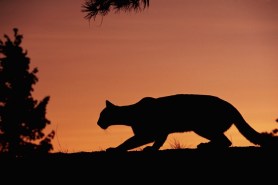 Mountain Lion deer trail cam