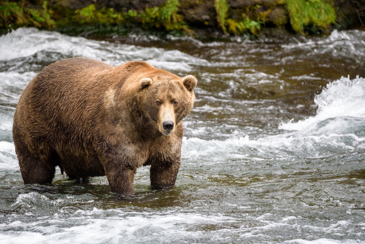 fat bear week 2025