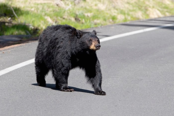 bear arizona grocery store