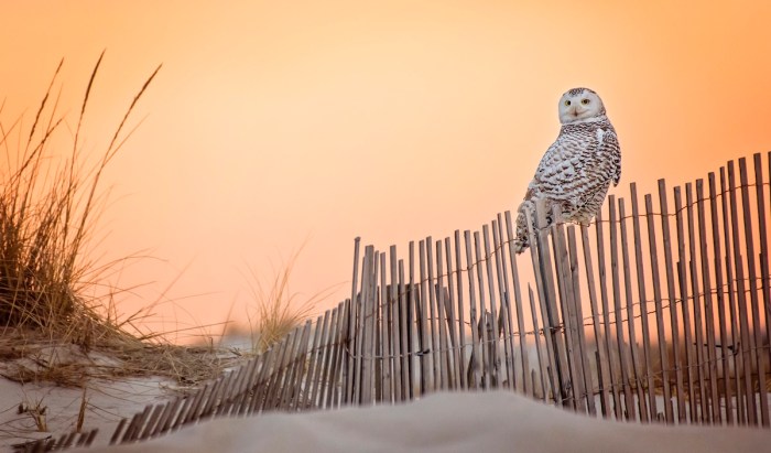 Snowy Owl orange