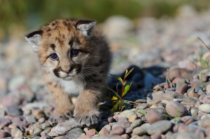 mountain lion cub trail cam
