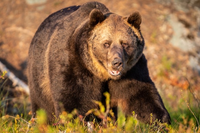 bear attack russia