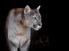 mountain lion stalking trail cam