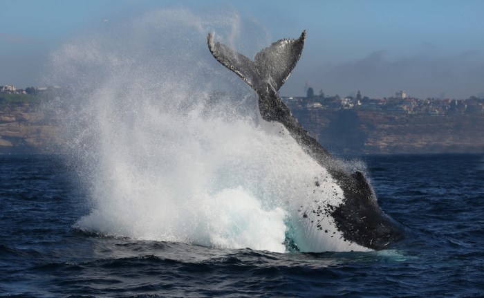 whale video landed on us