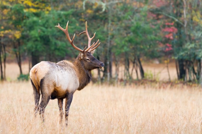 An elk in a field