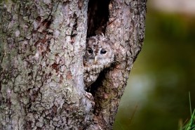 find the owl