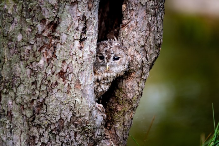 find the owl