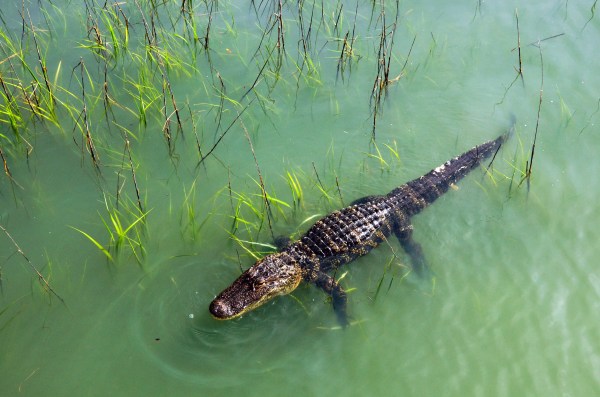 An alligator floats in green water
