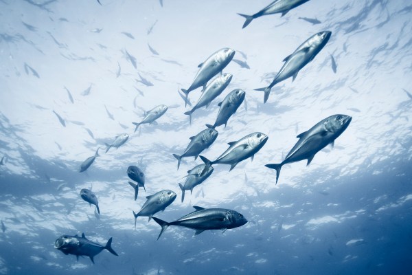 A school of fish