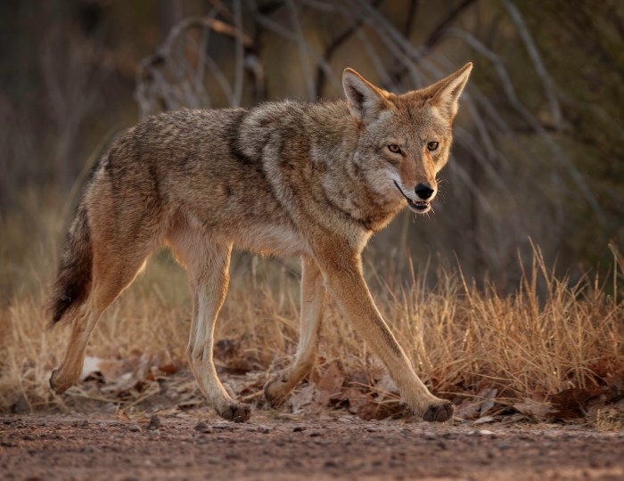 find the coyote