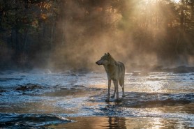 wolves fishing salmon