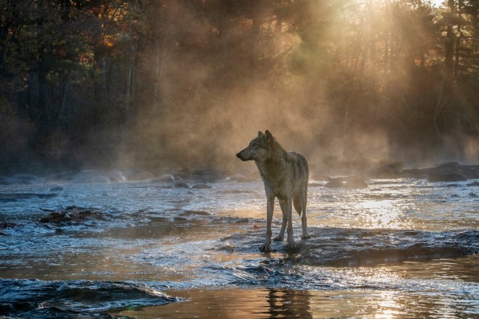 wolves fishing salmon