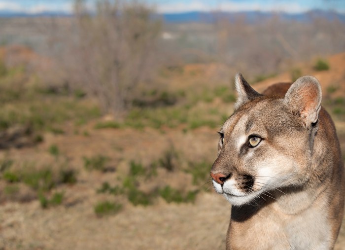 A mountain lion in the desert