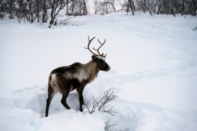 A reindeer, also known as a caribou standing in snow.