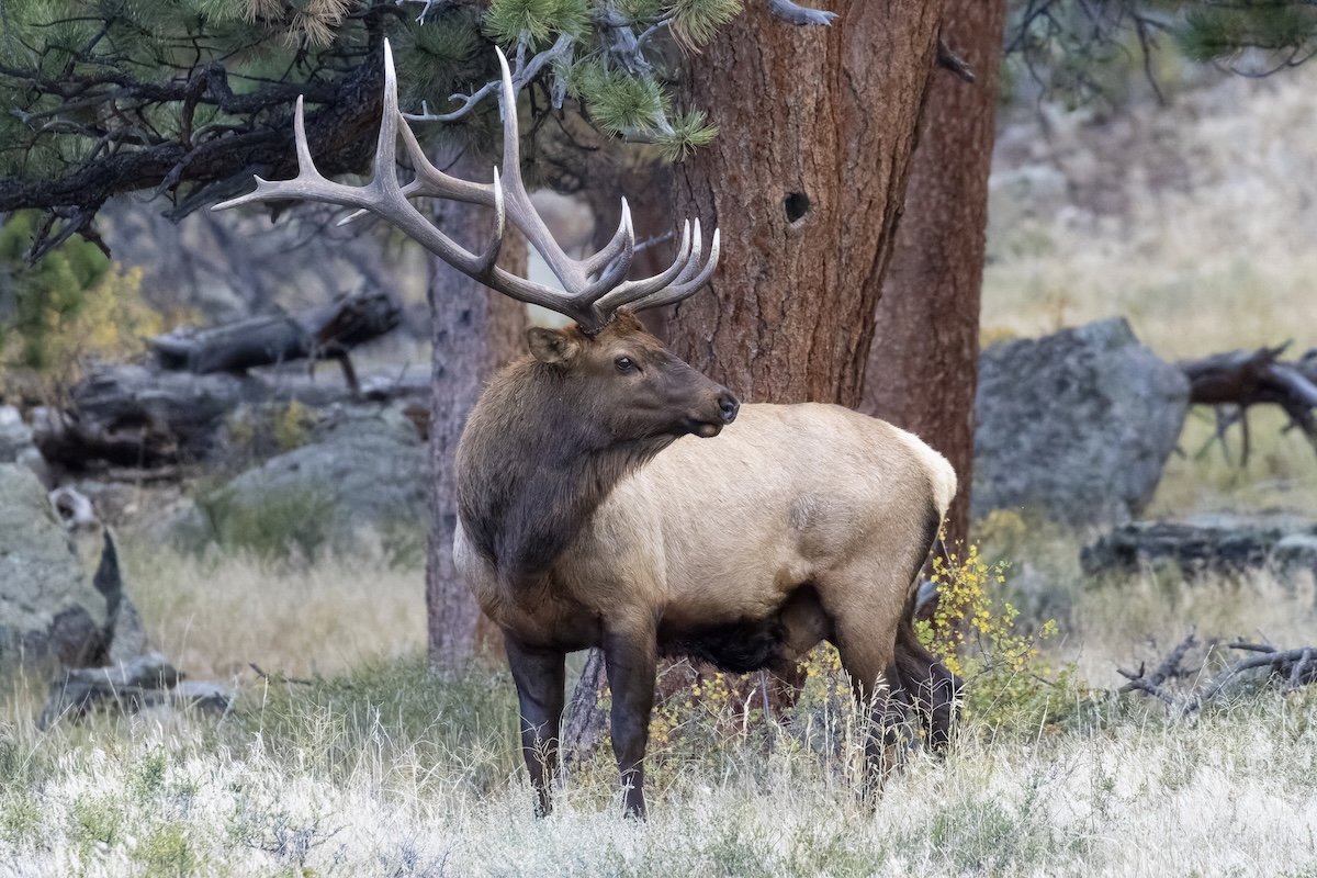 elk skateboarder