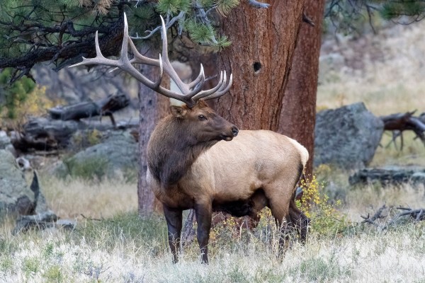 elk skateboarder
