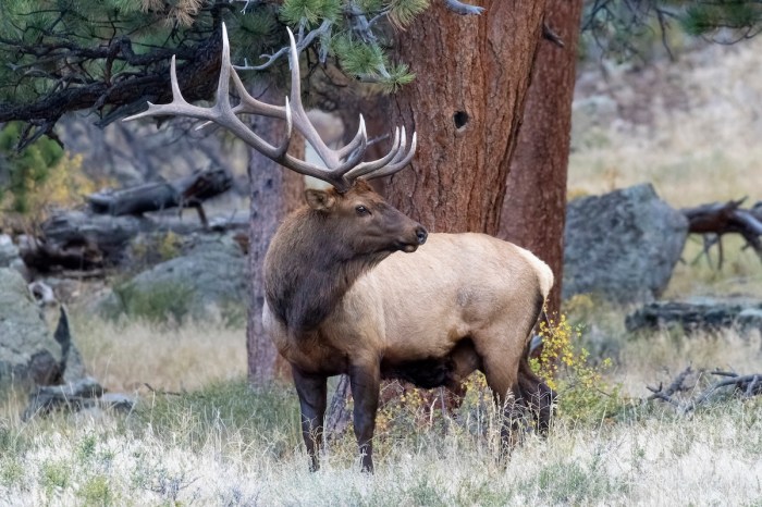 elk skateboarder