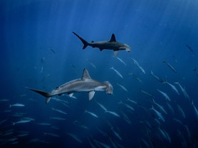 Two sharks and some fish.