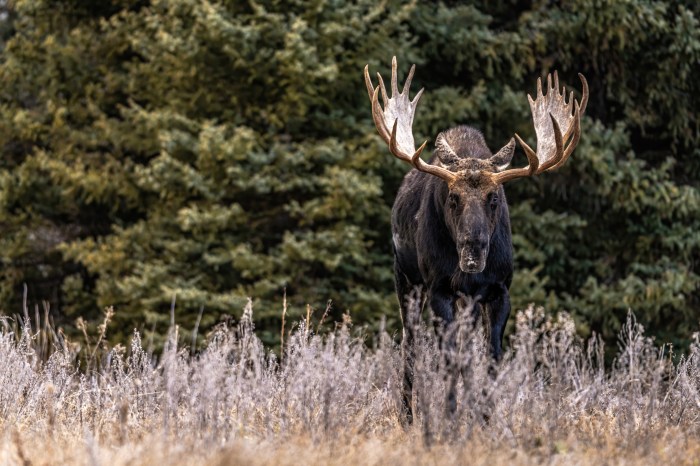 A moose stands in front of trees