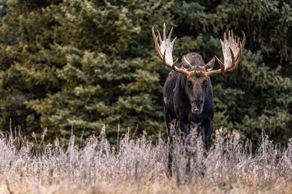 massive moose road