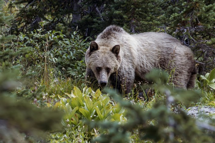 grizzly bears hiker glacier