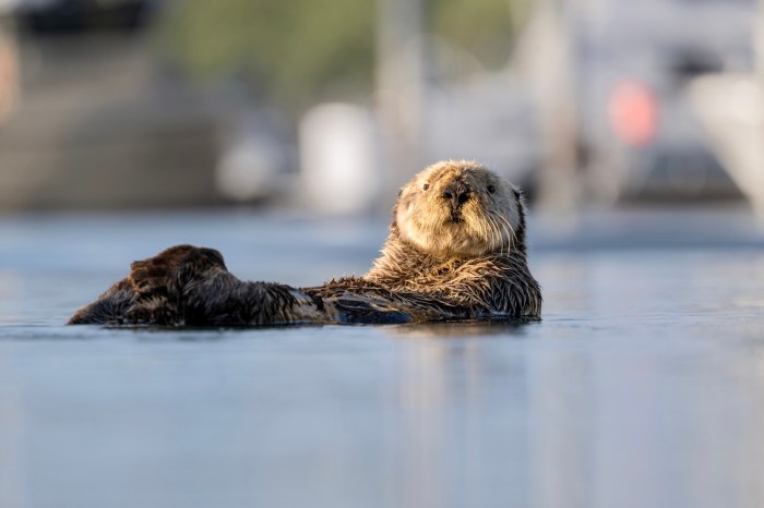 sea otter surfboard