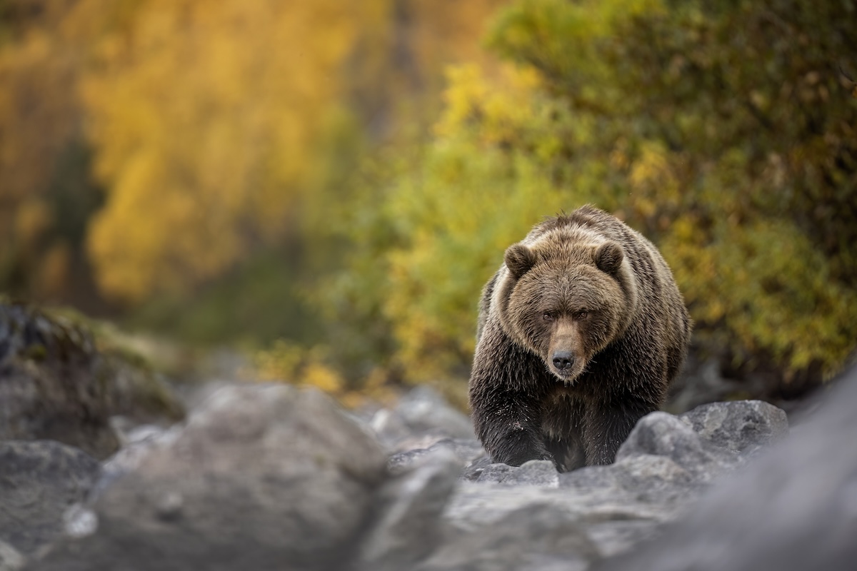 2025 fat bear week