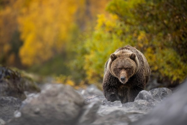 2025 fat bear week