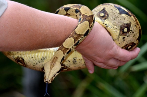 snake climbs tree