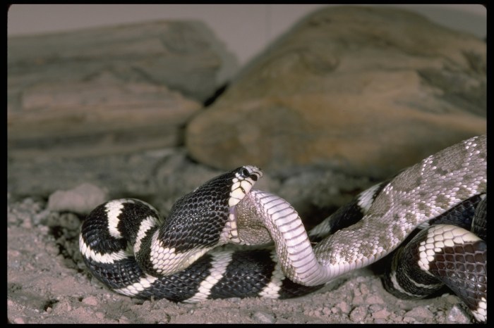 two arizona snakes
