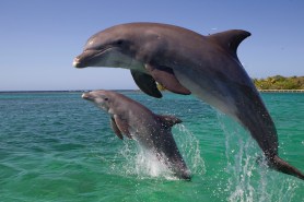 dolphin leaps boat whale watching