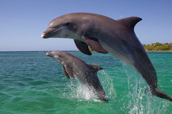 dolphin leaps boat whale watching