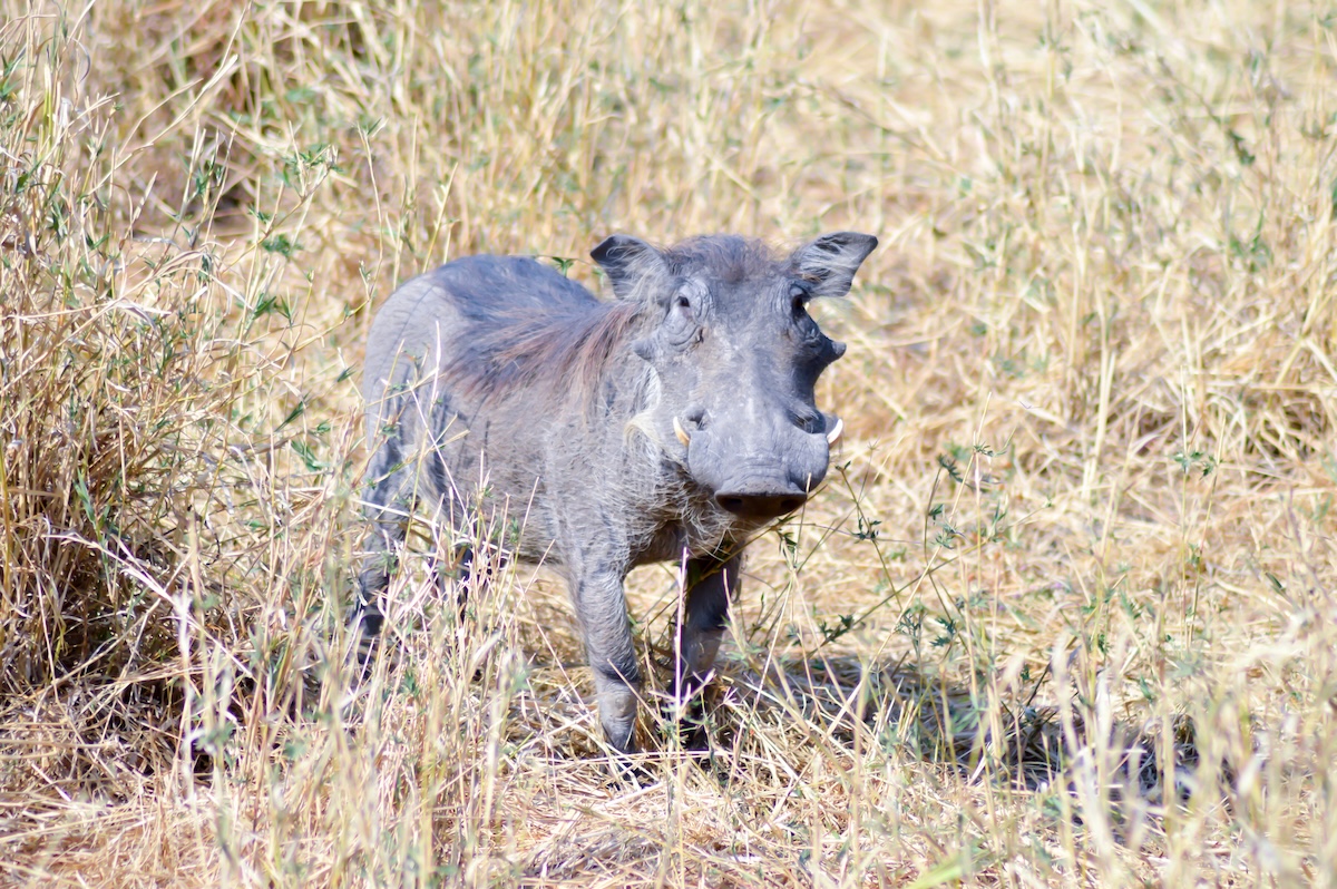 Warthog cheetahs
