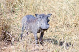 Warthog cheetahs
