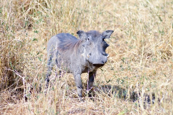 Warthog cheetahs