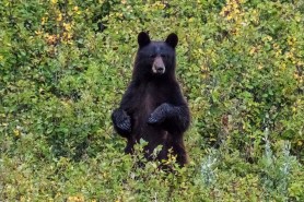bear trash can